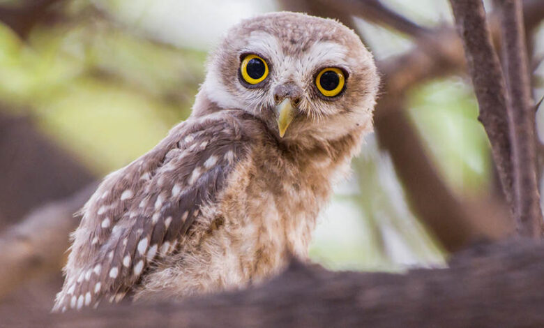 Pet Owls: Can Owls Live in an Apartment?