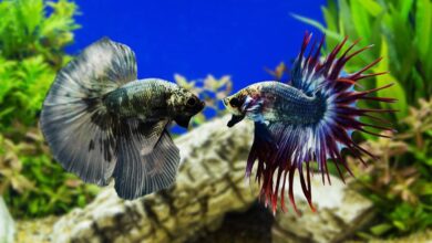Which Aquarium Fish Are the Most Low-Maintenance? Which Aquarium Fish Are the Most Low-Maintenance?