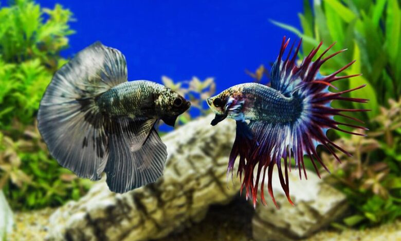 Which Aquarium Fish Are the Most Low-Maintenance?