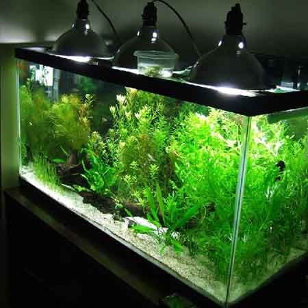 How to Properly Light an Aquarium?