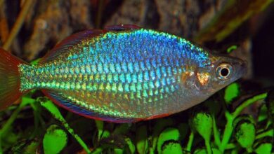 Rainbowfish: Characteristics, Care, and Recommendations Rainbowfish