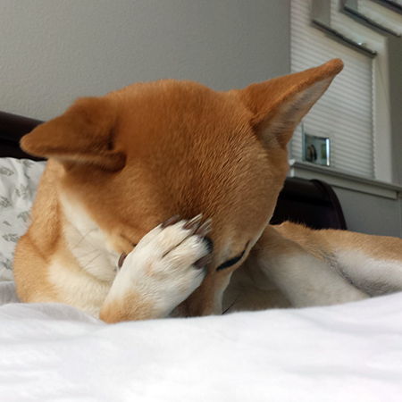 Vomiting in Dogs
