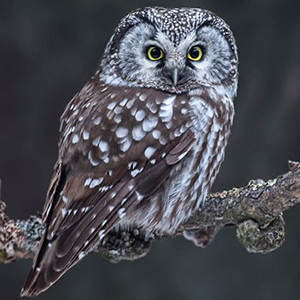 Boreal Owls