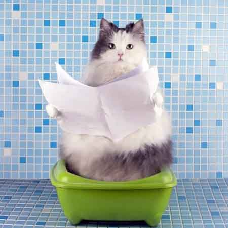 Choosing Cat Litter for Allergies