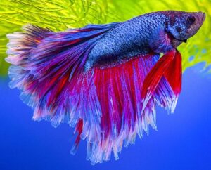 Bettas