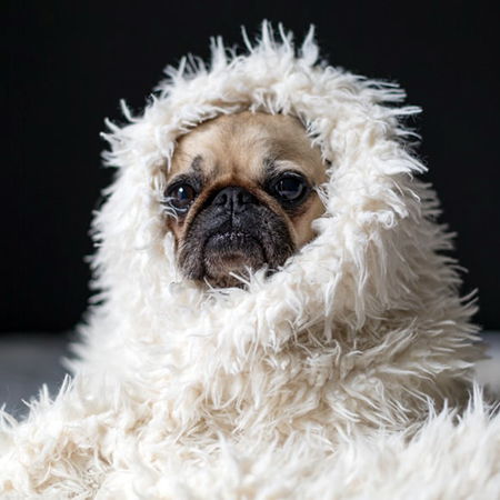 Lethargy in Dogs