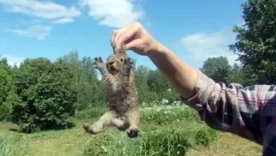 Can You Lift a Rabbit by Its Ears