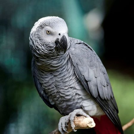 African Grey Parrot 