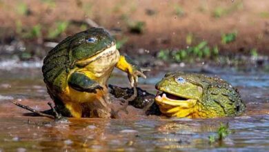 American Bullfrog