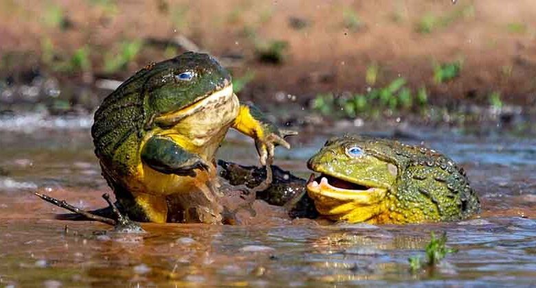American Bullfrog American Bullfrog