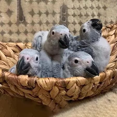 African Grey Parrot 