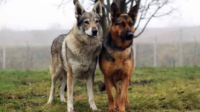 Dewclaw in Dogs Dewclaw in Dogs