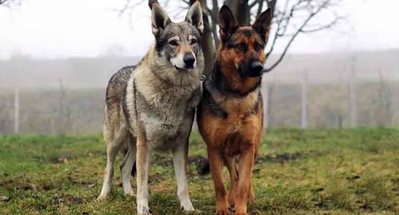Dewclaw in Dogs Dewclaw in Dogs