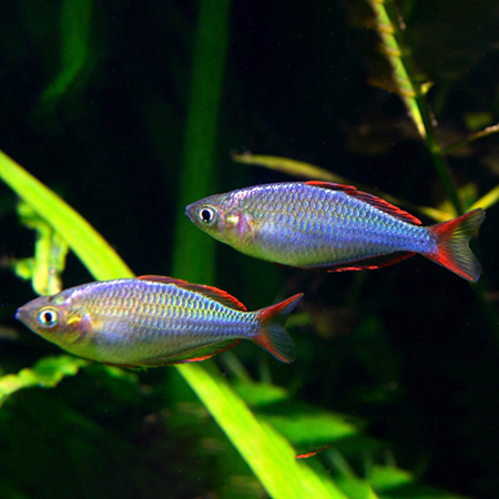 Rainbowfish