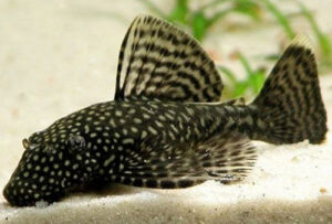 Ancistrus