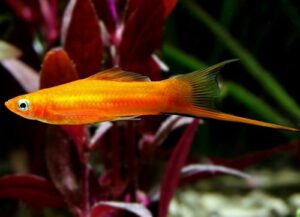 Swordtails