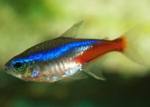 Neon Tetras