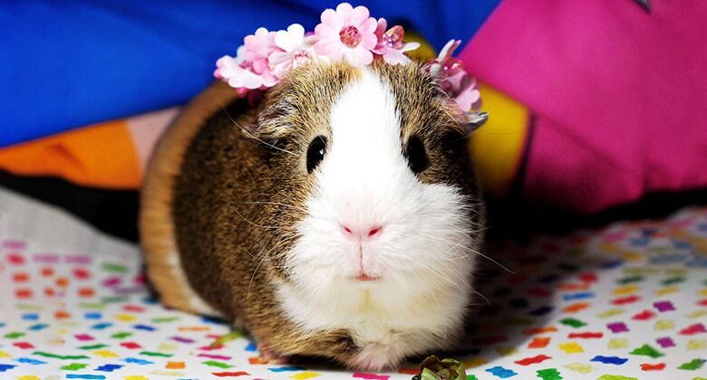Which Tricks Can You Teach a Guinea Pig?