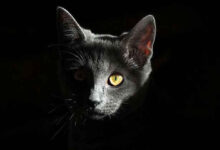Fear of Cats: What is Ailurophobia and Can it Be Treated?