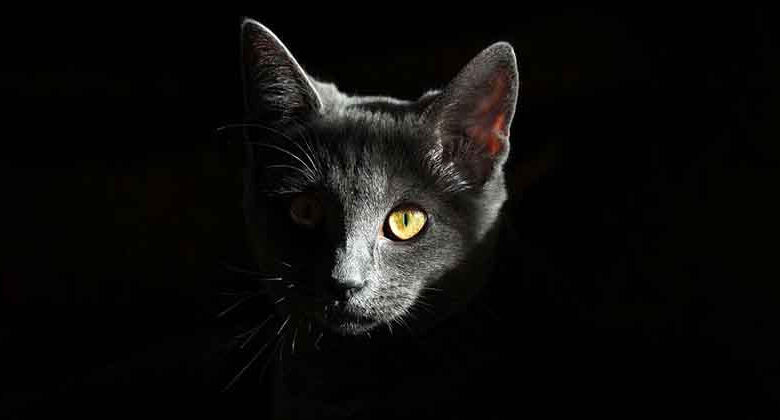 Fear of Cats: What is Ailurophobia and Can it Be Treated? Fear of Cats: What is Ailurophobia and Can it Be Treated?