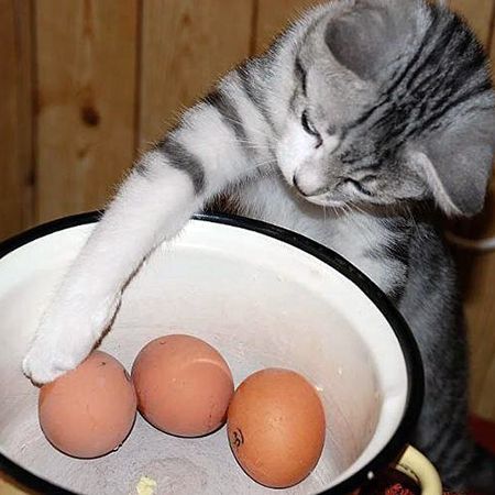 Can cats eat eggs