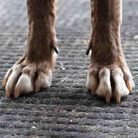 Dewclaw in Dogs