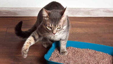 Causes of Fecal Incontinence in Cats
