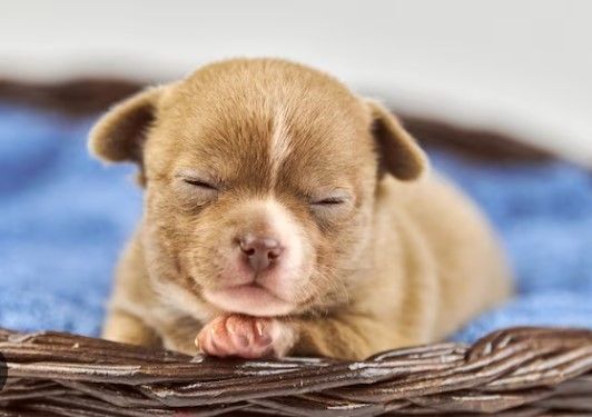 Lethargy in Dogs