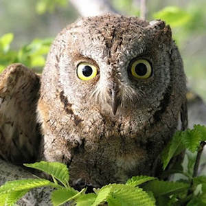 Screech Owls