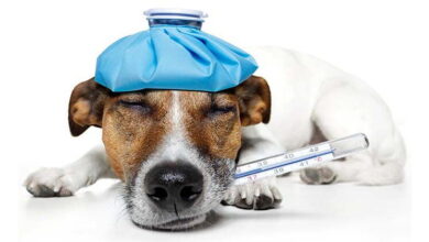 Cold in Dogs: Causes, Symptoms, and Care Cold in Dogs
