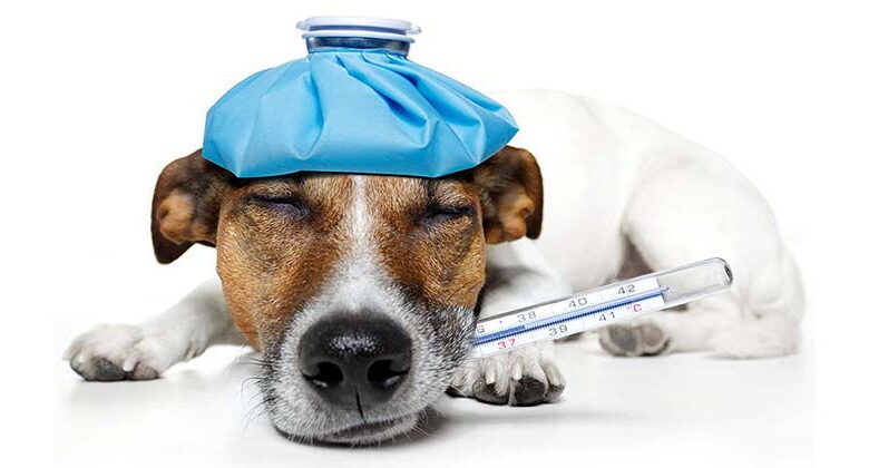 Cold in Dogs: Causes, Symptoms, and Care Cold in Dogs