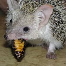How to Take Care of a Hedgehog