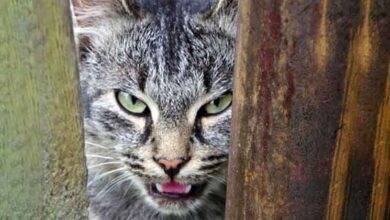 If a Cat Contracts Rabies If a Cat Contracts Rabies