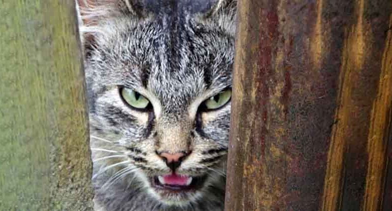 If a Cat Contracts Rabies