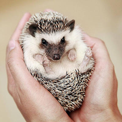 How to Take Care of a Hedgehog