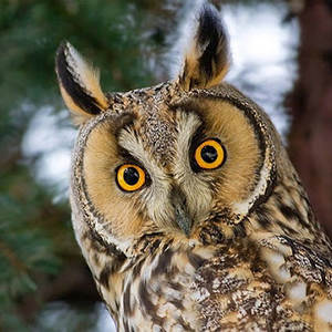 Long-Eared Owls