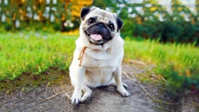 6 Reasons Why Your Dog’s Tongue Might Be White 6 Reasons Why Your Dog’s Tongue Might Be White