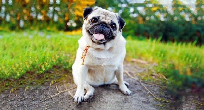 6 Reasons Why Your Dog’s Tongue Might Be White