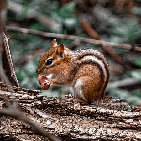 Chipmunk as a Pet