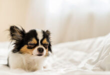 Lethargy in Dogs
