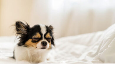 Lethargy in Dogs Lethargy in Dogs