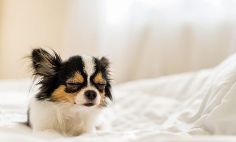 Lethargy in Dogs Lethargy in Dogs
