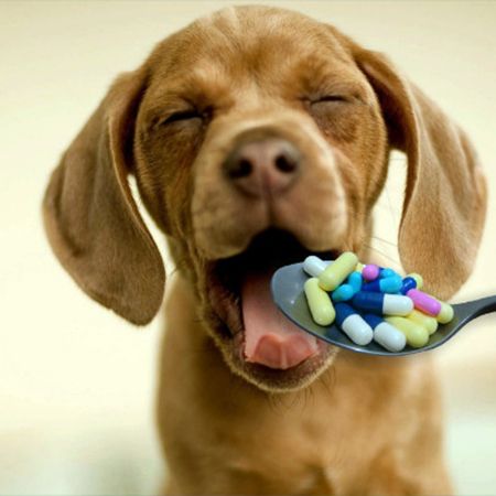 Tramadol for Dogs: Uses and Side Effects