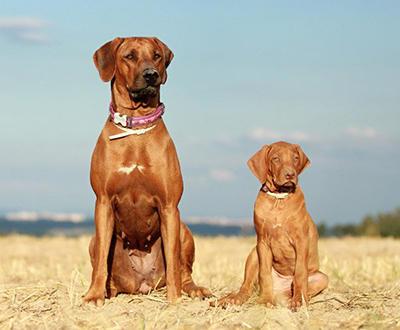 Rhodesian Ridgeback