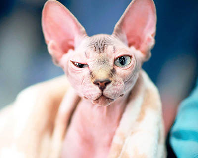 How to properly care for a hairless cat