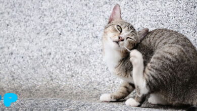 Why Cats Scratch Their Ears