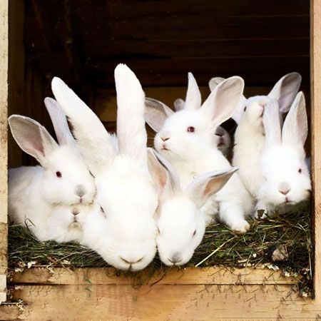 Rabbit Pregnancy
