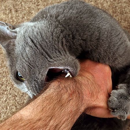 Cat Bite