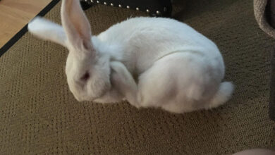 The rabbit is scratching itself