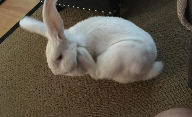 The rabbit is scratching itself